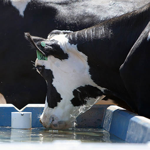 Keep livestock water clean and reduce algae growth with our proprietary products.